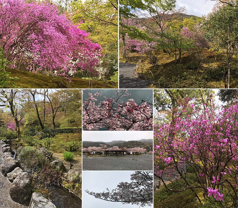 Holly's Japan Experience Kyoto Cherry Blossoms