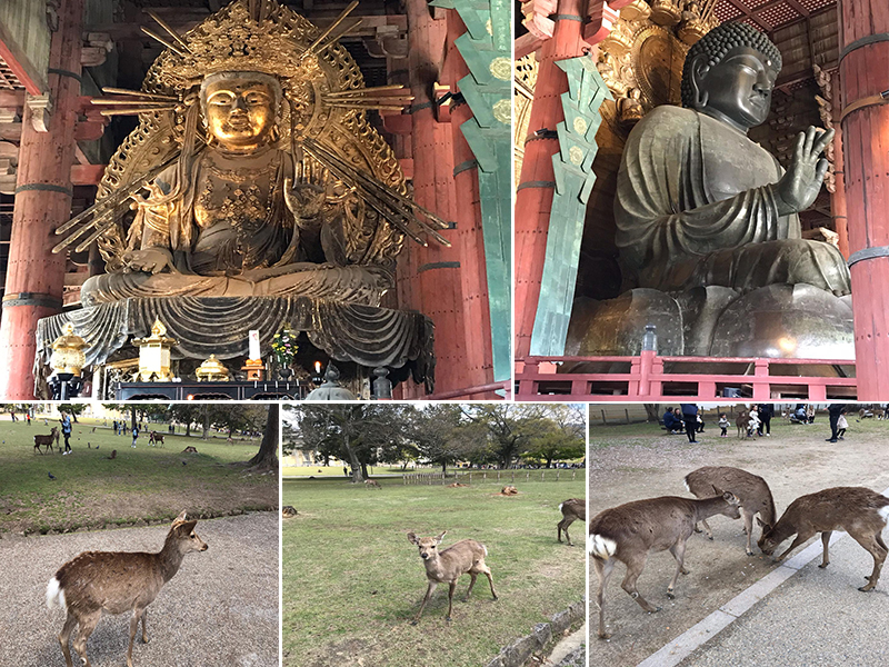 Holly's Japan Experience Nara Temples And Deers