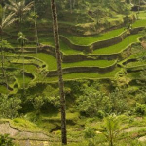 Luxury Bali Honeymoon Packages Kamandalu Ubud Tegallalang