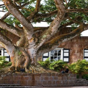 Nevis Honeymoon Packages Paradise Beach Nevis Resort Tree In Hotel