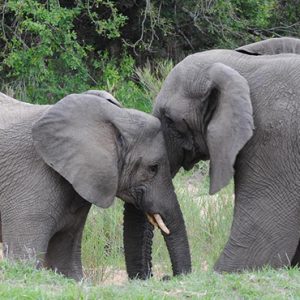 South Africa Honeymoon Packages Thornybush Game Reserve Elephants