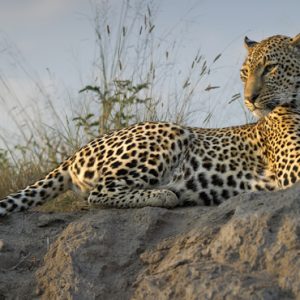 South Africa Honeymoon Packages Thornybush Game Reserve Leopard