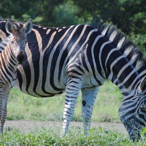 South Africa Honeymoon Packages Thornybush Game Reserve Zebra