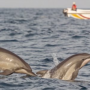 Sri Lanka Honeymoon Packages Dolphin Beach Resort Kalpitiya Dolphins