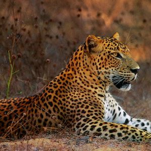 Sri Lanka Honeymoon Packages Dolphin Beach Resort Kalpitiya Leopard