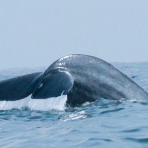 Sri Lanka Honeymoon Packages Dolphin Beach Resort Kalpitiya Whale Watching