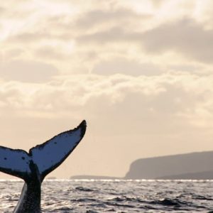 Hawaii Honeymoon Packages Four Seasons Resort Lanai Whales In Sea