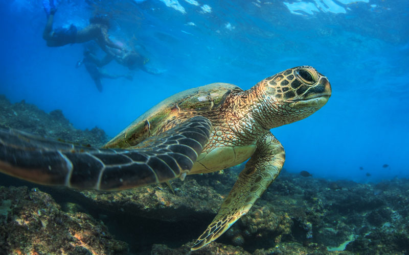 10 Reasons To Visit The Cook Islands Time Out With The Turtles