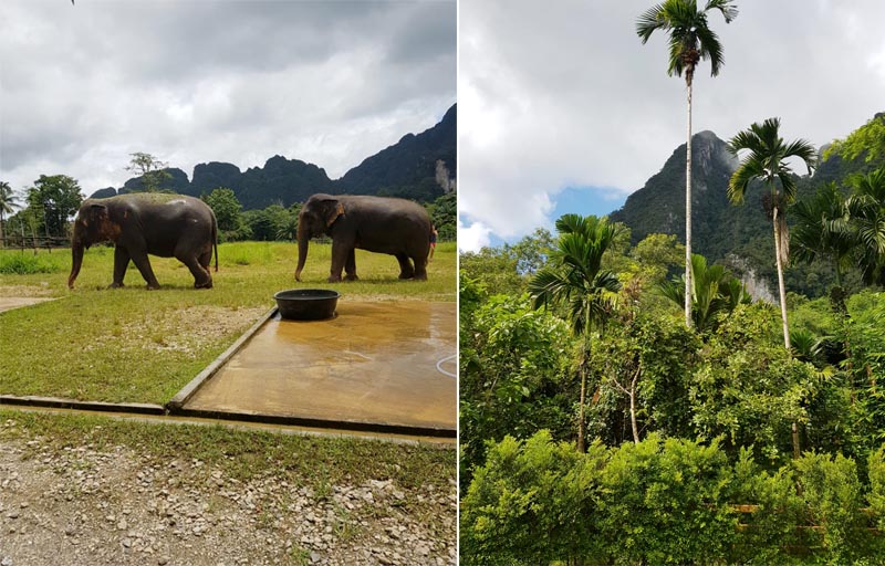 Susan And Lee's Fabulous Thailand And Maldives Honeymoon Elephant Hills Elephant Tour
