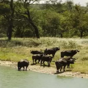 South Africa Honeymoon Packages Elandela Private Game Reserve Buffalo