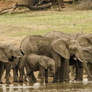 South Africa Honeymoon Packages Elandela Private Game Reserve Elephants