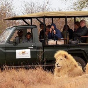 South Africa Honeymoon Packages Elandela Private Game Reserve Game Safari