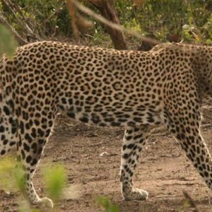 South Africa Honeymoon Packages Elandela Private Game Reserve Leopard