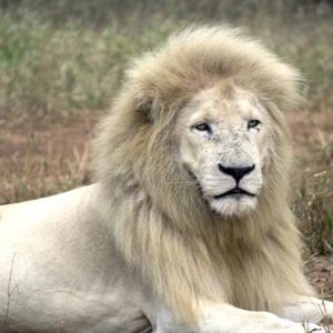 South Africa Honeymoon Packages Elandela Private Game Reserve White Lion And Cub