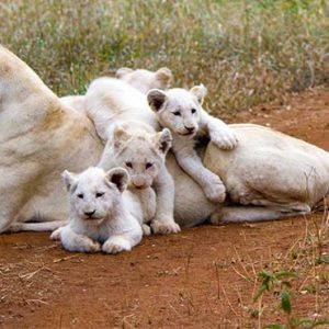 South Africa Honeymoon Packages Elandela Private Game Reserve White Lions