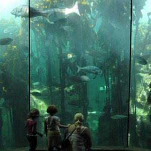 South Africa Honeymoon Packages The Commodore South Africa Two Oceans Aquarium