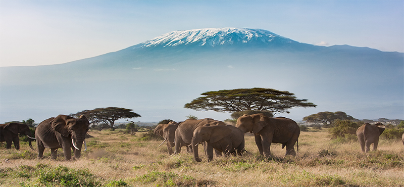 Best Destinations For A Safari And Beach Honeymoon Amboseli National Park