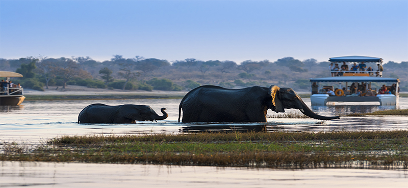 Best Destinations For A Safari And Beach Honeymoon Botswana