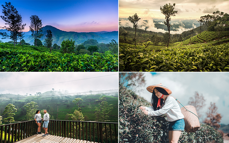 Top Instagrammable Spots In Sri Lanka Nuwara Eliya Tea Plantation