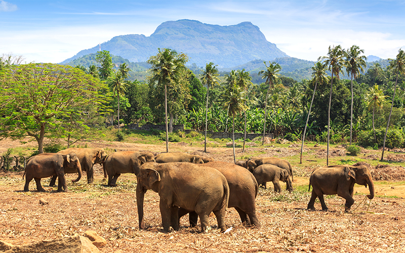 Top Instagrammable Spots In Sri Lanka Udawalawe National Park