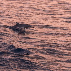 Maldives Honeymoon Packages Sun Siyam Iru Veli Dolphin Watching