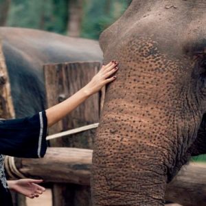 Thailand Honeymoon Packages Devasom Khao Lak Elephant