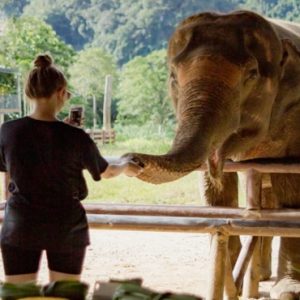 Thailand Honeymoon Packages Elephant Hills Feeding Elephant Time