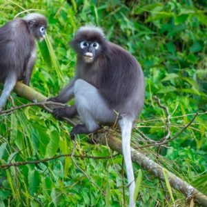 Thailand Honeymoon Packages Elephant Hills Langur