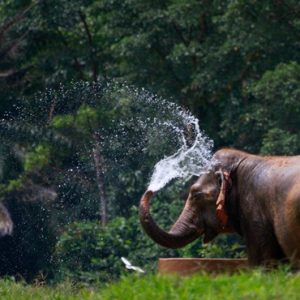 Thailand Honeymoon Packages Elephant Hills Unique Elephant Experience