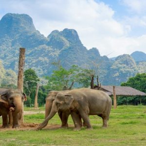 Thailand Honeymoon Packages Elephant Hills Unique Elephant Experience1