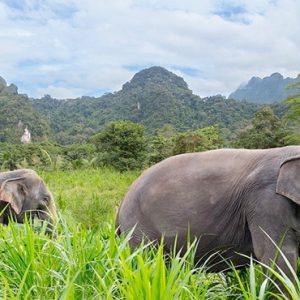 Thailand Honeymoon Packages Elephant Hills Unique Elephant Experience2