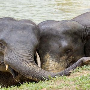 Thailand Honeymoon Packages Elephant Hills Unique Elephant Experience3