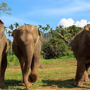 Thailand Honeymoon Packages Elephant Hills Unique Elephant Experience4