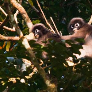 Thailand Honeymoon Packages Elephant Hills Wild Life Monkeys