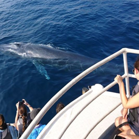 Mirissa Whale Watching Excursion Thumbnail