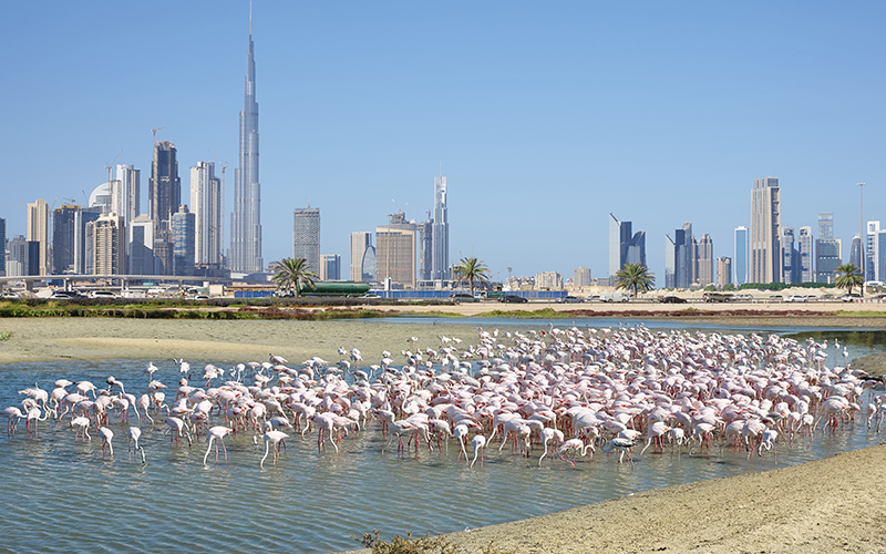 Top 10 Free Things To Do In Dubai On Your Honeymoon Blog Ras Al Khor