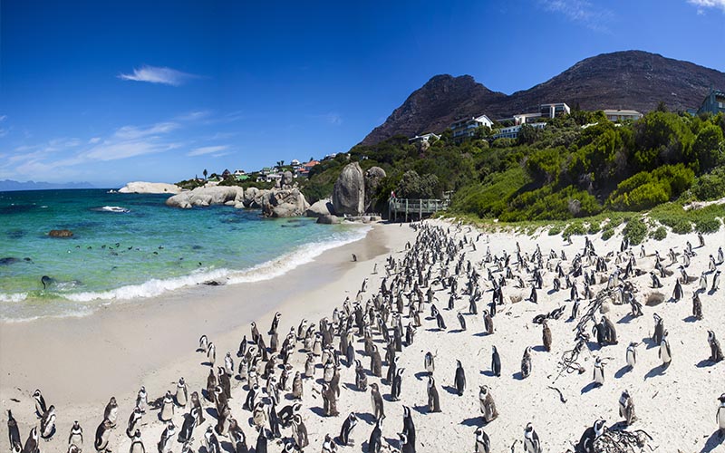 Top Romantic Things To Do In Cape Town Blog Penguins On Boulders Beach