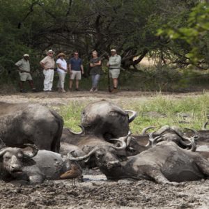 Buffalos Kapama Private Game Reserve South Africa Honeymoons