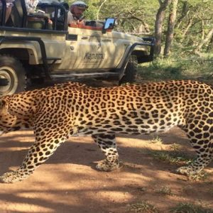 Game Drive Kapama Private Game Reserve South Africa Honeymoons