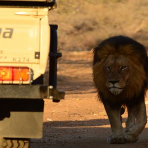 Game Drive Lion Kapama Private Game Reserve South Africa Honeymoons