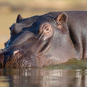 Hippo Kapama Private Game Reserve South Africa Honeymoons