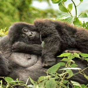 Kenya Honeymoon Packages Little Governors Gorilla Treking