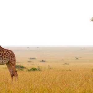 Kenya Honeymoon Packages Little Governors Wild Life