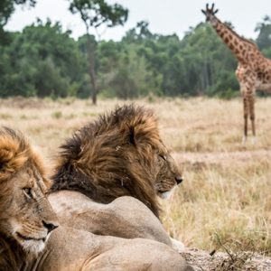 Kenya Honeymoon Packages Little Governors Wild Life 2