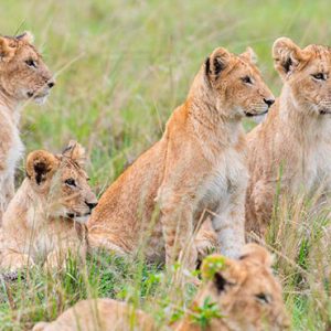 Kenya Honeymoon Packages Little Governors Wild Life 6