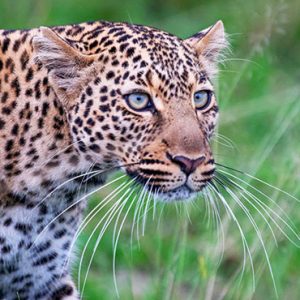 Kenya Honeymoon Packages Little Governors Wild Life 9