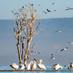 Kenya Honeymoon Packages Little Governors Day Trip To Lake Nakuru