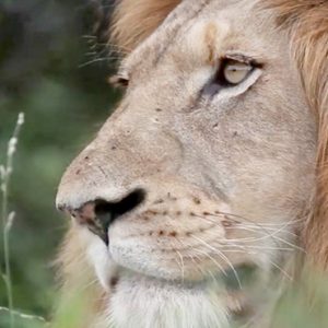 Lion Kapama Private Game Reserve South Africa Honeymoons