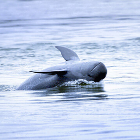 Mekong Dolphin Spotting Thumbnail