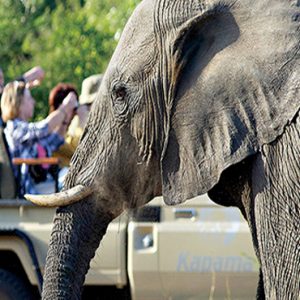 Safari Elephant Kapama Private Game Reserve South Africa Honeymoons